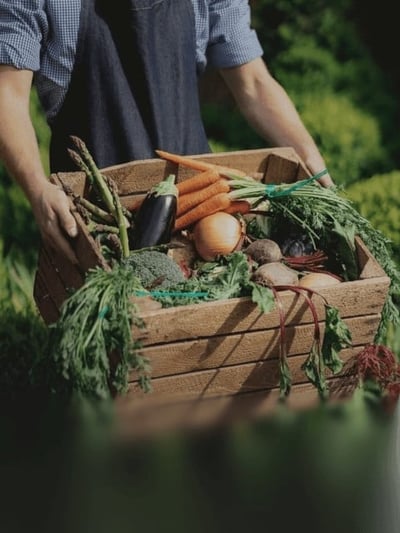 Ryzí volba z přírody